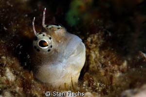 another small blenny under +16 diopter by Stan Flachs 